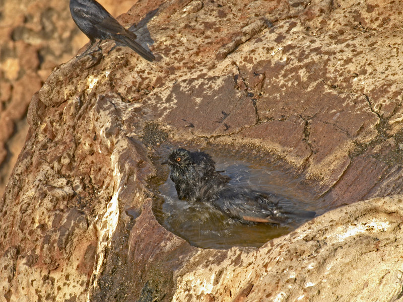 Twyfelfontein, Glossy Starling